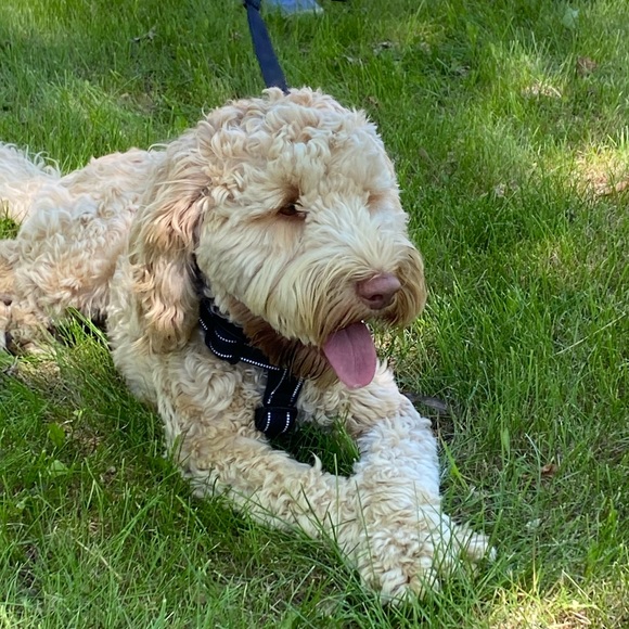 Meet your Posher, Lainie - Picture 1 of 1